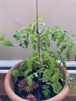 Tomate*Mangué*24-06-13*03.jpg