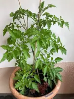 Tomate*Muchacha*24-06-13*02.jpg