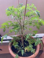 Tomate*Muchacha*24-06-13*04.jpg