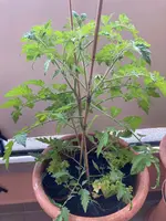 Tomate*Muchacha*24-06-13*04.jpg