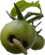 1718311238257.webp