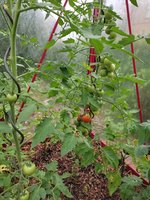 Tomaten 14.6..jpg