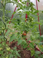 Tomaten 14.6..webp