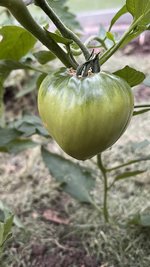 IMG_0230.jpeg