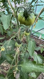 IMG_0229.jpeg