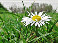 Gaensebluemchen-.webp