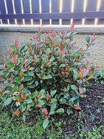 IMG_20240615_081518.jpg