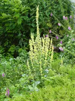 001.webp