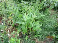 Beinwell 15.06.24.webp