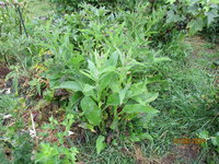 Beinwell 15.06.24.JPG