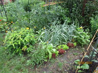 Elefantenknoblauch im Blumenbeet 15.06.24.JPG