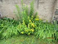 Goldfelberich 15,06.24.webp