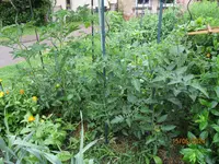 Tomatenmix.webp