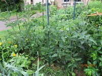 Tomatenmix.JPG