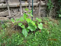 stangenbohnen.webp