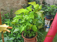 Perilla 15.06.24.JPG