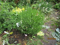 weisser Lavendel.JPG
