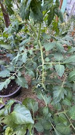 IMG_0244.jpeg