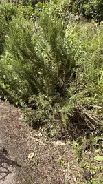 IMG_0237.jpeg