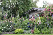 Juni         8324.webp