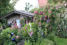 Juni         8424.webp