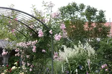 Juni         8524.webp