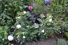 Juni         8624.webp