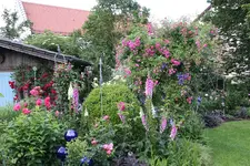 Juni         8724.webp