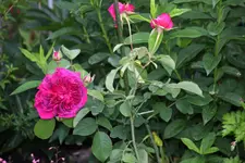 Juni         9024.webp
