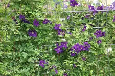 Juni         9124.webp