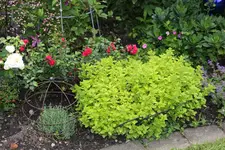 Juni         9224.webp
