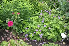 Juni         9324.webp