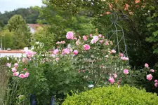 Juni         9424.webp