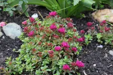 Juni         9524.webp