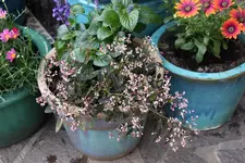 Terasse             0224.webp