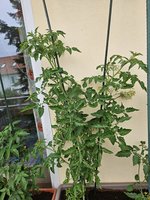 20240615_181958.jpg