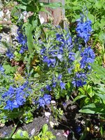 IMG_20240615_124947.jpg