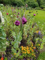 IMG_20240615_163752.jpg