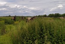 IMG_20240615_185505.jpg