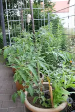 Juni     0824.webp