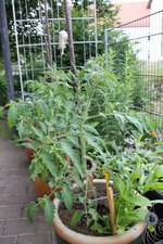 Juni     0824.JPG