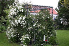 Rosenlaube   0824.JPG