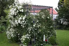 Rosenlaube   0824.webp