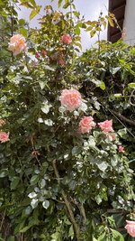 IMG_0239.jpeg