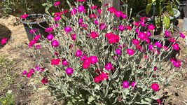 IMG_0242.jpeg