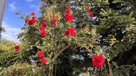 IMG_0248.jpeg