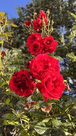 IMG_0249.jpeg