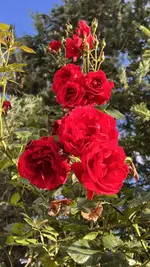 IMG_0249.webp