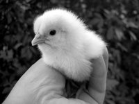 April 2010 043 av.jpg