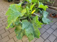 20240616_083042.webp